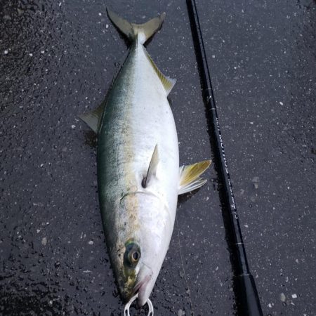 久しぶりの鰤属(^∇^)