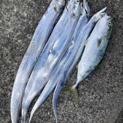 太刀魚と青物