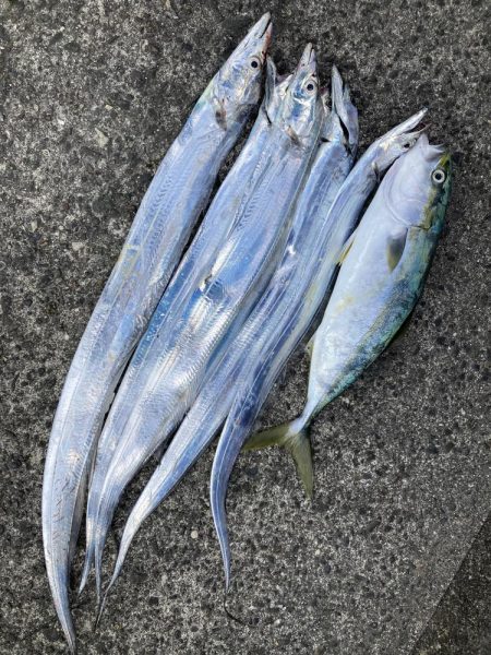 太刀魚と青物