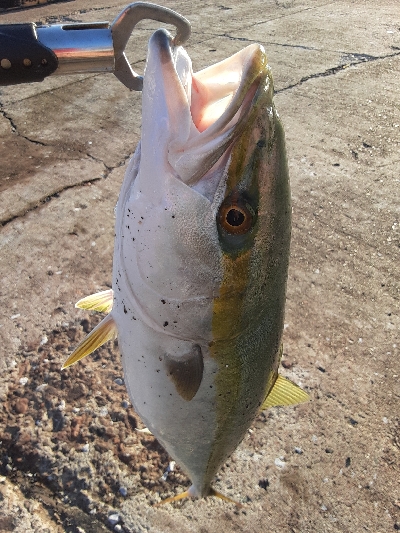 ノマセ釣りでメジロ