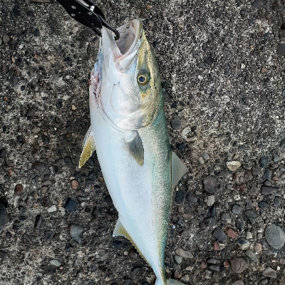 青物、太刀魚釣れてます!