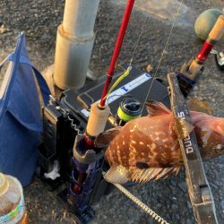 サゴシが入ればピッチングで入れ食い