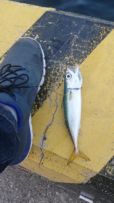 無念のサビキ釣り