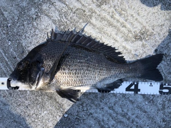 イチノ兄弟、釣果！