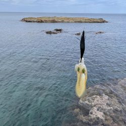 最新エギングロッドで秋イカエギング、アオリイカ釣果