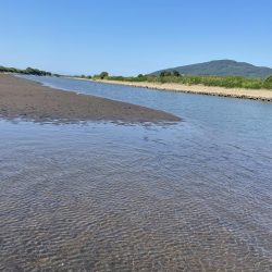 今年初めての白川