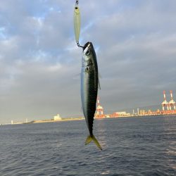 とうとう鯖すら渋く。朝イチからボラ跳ねまくり。。