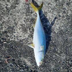 青物、太刀魚釣れてます!