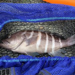 アジ&カワハギ&マハタ&太刀魚の生態調査