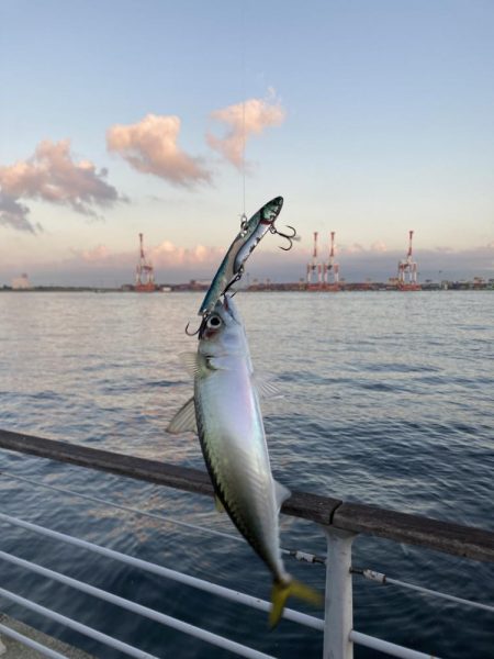 変わらず超鯖無限城。。サバフグ。。。