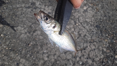 鳥山すごいんですが…