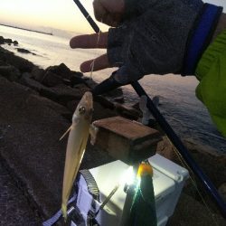 兵庫県 瀬戸内海側 キス 陸っぱり 釣り 魚釣り 釣果情報サイト カンパリ