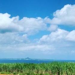 本部釣りイカダ 釣果