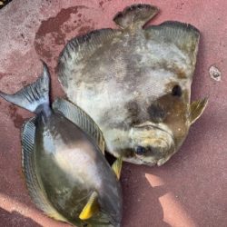 本部釣りイカダ 釣果