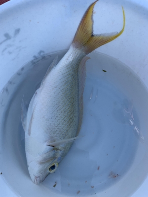 本部釣りイカダ 釣果