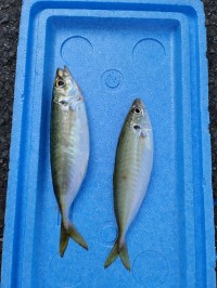 和歌山マリーナシティ釣り公園 釣果