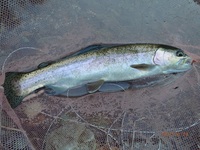 秩父フライフィールド 釣果