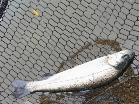 平谷湖フィッシングスポット 釣果