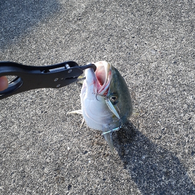 サゴシ～サワラボイルしてますが釣れへん