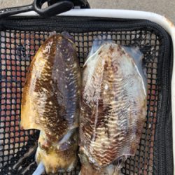 親父たちの釣行　アオリイカ を求めて‼️