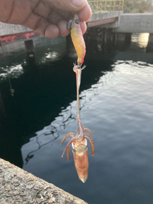 夕マズメはヒイカやっぱり釣れます＼(^o^)／