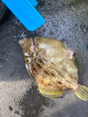 今日も懲りずにカワハギ