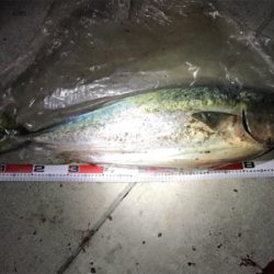 浜名湖周辺 陸っぱり 釣り 魚釣り 釣果情報サイト カンパリ