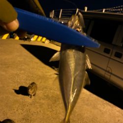 助松埠頭 サバ 陸っぱり 釣り 魚釣り 釣果情報サイト カンパリ