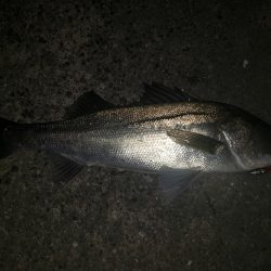 夜練釣行