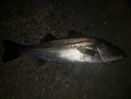 夜練釣行