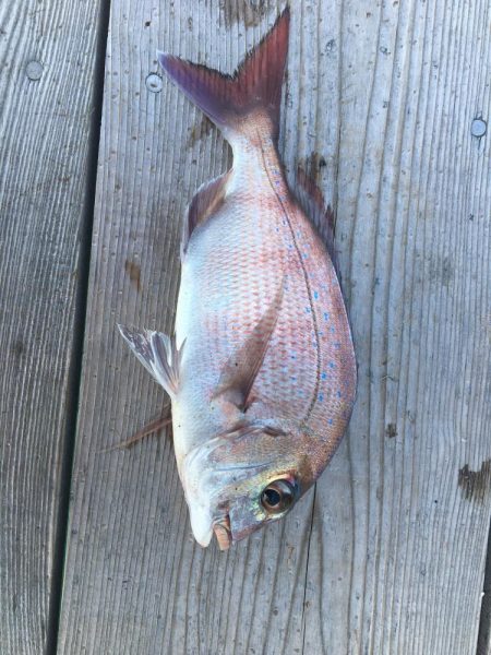 たかたかの釣り日記