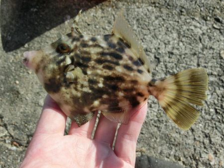 今シーズン初のカワハギ釣り