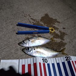 久美浜 陸っぱり 釣り 魚釣り 釣果情報サイト カンパリ