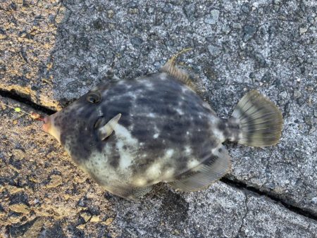 初の沖堤防