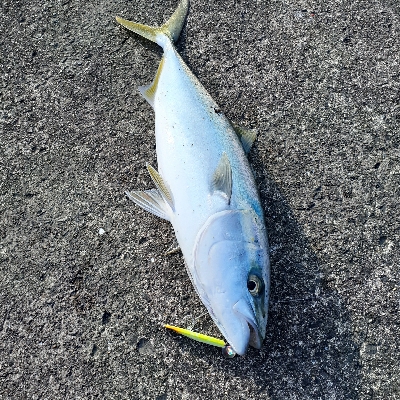 サゴシ～サワラボイルしてますが釣れへん