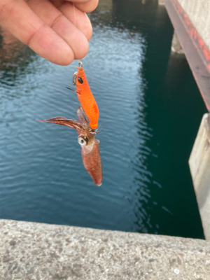 色々なエギでヒイカ釣り(^｡^)