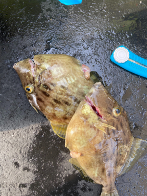 今日も懲りずにカワハギ