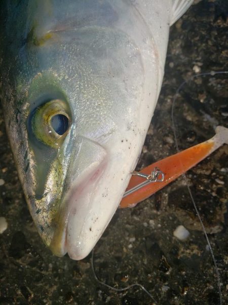 朝練釣行