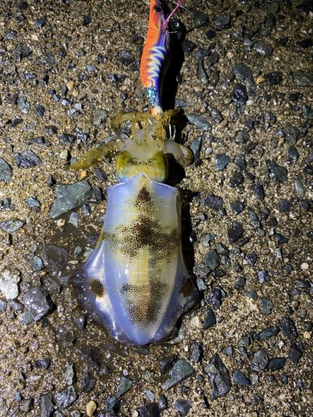 ボウズ覚悟で釣行