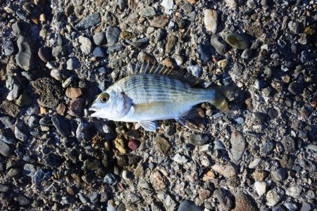 今年最後のキス釣り