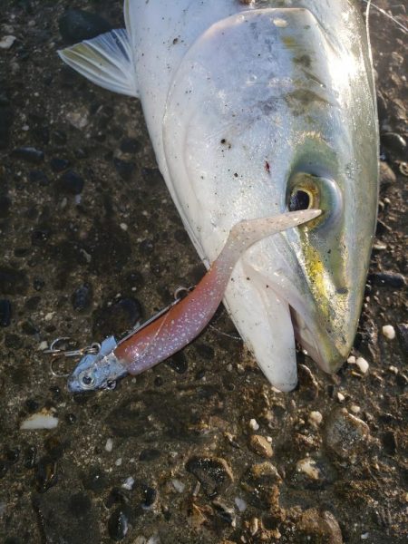 朝練釣行