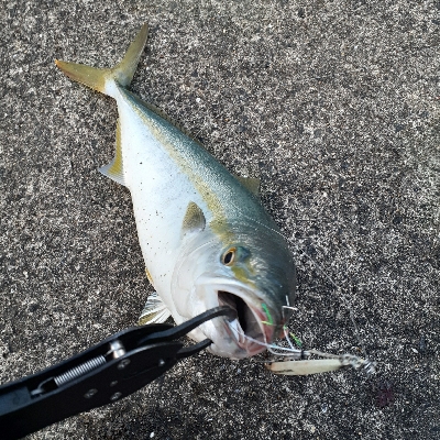 サゴシ～サワラボイルしてますが釣れへん