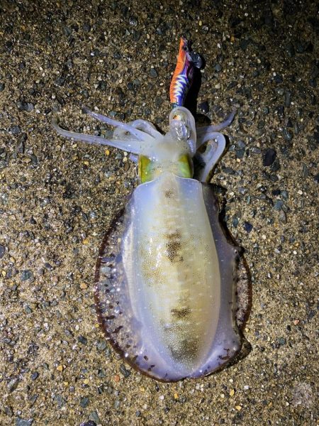 ボウズ覚悟で釣行