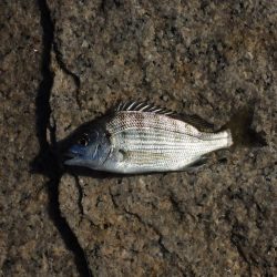 落ちギス釣り　終了の気配