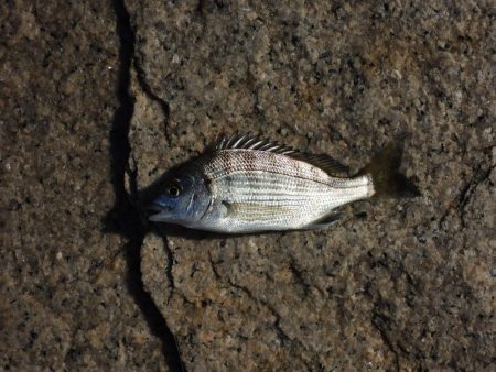 落ちギス釣り　終了の気配