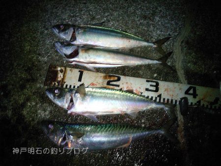 秋の大サバ爆釣〜！