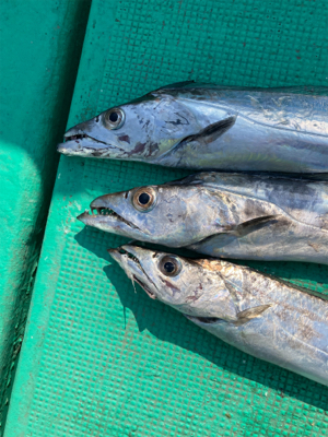 今年の初太刀魚