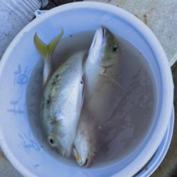 本部釣りイカダ 釣果