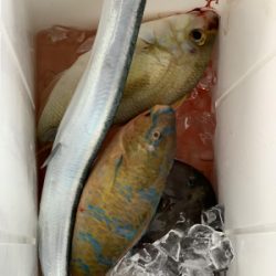 本部釣りイカダ 釣果