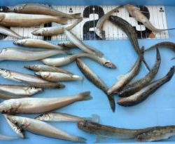 島根県で釣れたネンブツダイの釣り・釣果情報 - アングラーズ